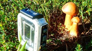 Bolete Mushrooms TimeLapse for 7days [upl. by Enitsenre]