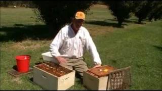 Destroying bee colonies with soapy water [upl. by Anorahs]