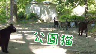 群馬で公園猫 猫が好きな人はいい人ばかり [upl. by Gae305]