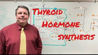 Thyroid Hormone Synthesis [upl. by Eb]