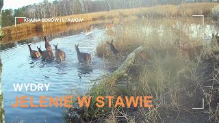 Jelenie w stawie wydry dziki Kraina borów i stawów dziki jeleń deer wildlife trailcamera [upl. by Gerianne]