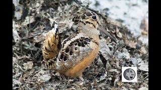 American Woodcock courtship displays [upl. by Eladnar319]