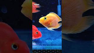 Blood parrot cichlid  parrotfish cichlid cichlidfish aquarium aquariumfish ahmedabad shorts [upl. by Atis500]