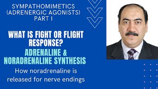 Sympathomimetics Intro  Synthesis amp release of adrenaline amp noradrenaline Edited [upl. by Ehcar]