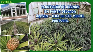 Visitando uma Plantação de Ananás em Ponta Delgada  Açores Portugal [upl. by Iegres]