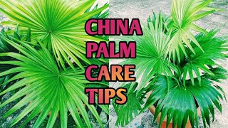 How to care CHINA PALMFan palmIndoor plant Best Care Tips and Fertiliser [upl. by Ogata]