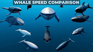 Whale Speed Comparison  3D Comparison  Whale Speed Comparison in 3D [upl. by Mel]