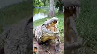 crocodilian amazingfacts animals wildlife factsinhindi automobile eagle animemusic crocodil [upl. by Delora]