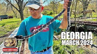 Georgia Herping March 2024 [upl. by Trenna62]