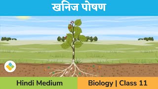 खनिज पोषण कक्षा 11  Mineral Nutrition Class 11 Biology  Deficiency Symptoms  Toxicity  iPrep [upl. by Nacnud952]