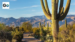 Saguaro National Park [upl. by Lamoureux]