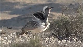 Displaying Houbara Bustard Birds of Lanzarote [upl. by Dearr691]