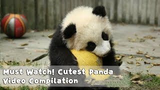 Must Watch 1  Cutest Panda Video Compilation  iPanda [upl. by Secnarf]