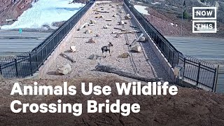 Animals Use Special Bridge to Cross Busy Highway  NowThis [upl. by Arikahs636]