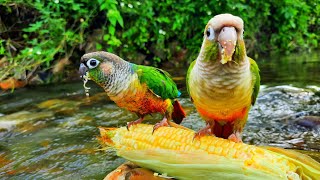 green conure bird eating corn in water It sings too Green Cheek Conure Parrot Bird [upl. by Bluefield]