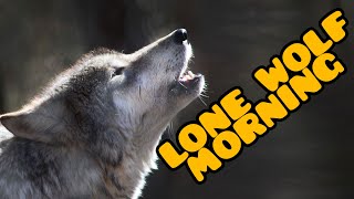 lone wolf meaning lonewolfmeaning [upl. by Mehalick]