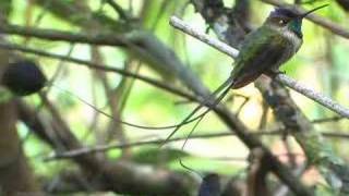 Marvelous Spatuletail Courtship Display [upl. by Nanyk]