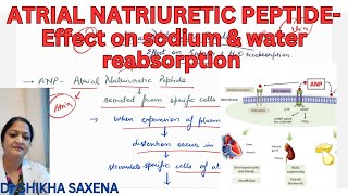 Atrial Natriuretic Peptide effect on sodium amp water reabsorption [upl. by Oirrad]