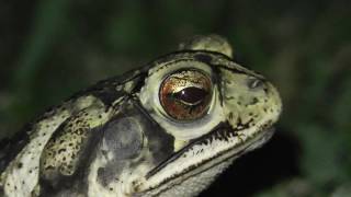 Gulf coast toad with nictitating membrane [upl. by Silra]