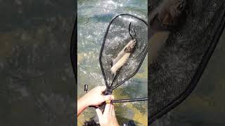 Nice Rainbow Trout On A Jig fishing trout troutfishing [upl. by Crista]