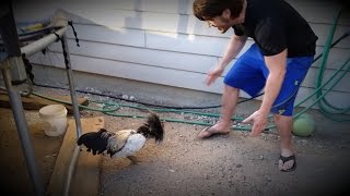 Man Vs Rooster  Fight to the Death [upl. by Seabury]