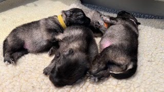 Keeshond Puppies  Bellamore Keeshonden quotThe Famousquot Litter [upl. by Wira235]