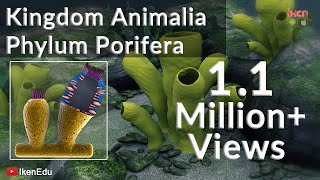 Learn Biology Kingdom Animalia Phylum Porifera iKen  iKen Edu  iKen App [upl. by Sinai440]