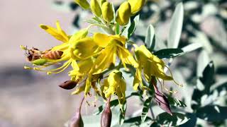 Home Ground Habitats Fall Celebration and Plant Sale 2023  Native Plant Nursery  Novato [upl. by Ihel]