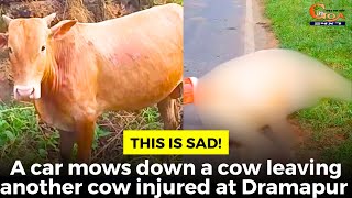 This is sad A car mows down a cow leaving another cow injured at Dramapur [upl. by Halilad]