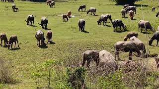 Water Buffaloes or Bubalus eating in the field [upl. by Devonne483]