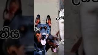 funnyvideo unmadini hanguna trendingshorts music cat doglover [upl. by Atteiluj]