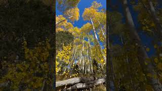 Colorado San Juan Big Aspens [upl. by Amrita830]