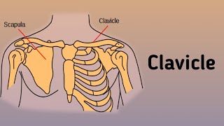 Clavicle anatomy  Anatomy Upperlimb Bones Clavicle Fractures of the clavicle [upl. by Nosa]