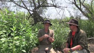 The Uses For Mugwort Featuring Jeff Martin And Christopher Nyerges [upl. by Egiarc]