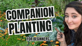 Companion Planting for Beginners Organic Gardening Pest Control [upl. by Klayman377]