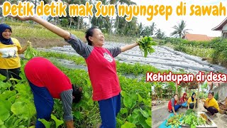 DETIK DETIK MAK SUN NYUNGSEP‼️PANEN BERANEKA SAYUR SEGAR DAN BUAH DI KEBUN  Kehidupan di desa [upl. by Nohsram853]