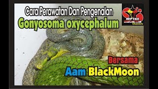 Mengenal Ular Gonyosoma Serta cara perawatannya [upl. by Aiderfla]