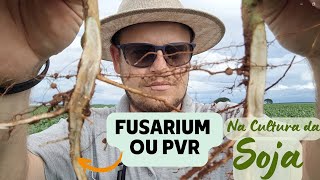 FUSARIUM  Fusariose  Morte Súbita  Podridão Vermelha da Raiz PVR Aprenda a Identificar na Soja [upl. by Shira]