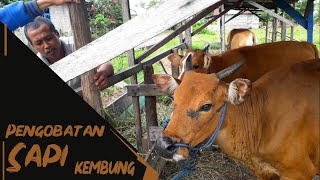 Pengobatan Sapi Bali kembung [upl. by Annavaig]