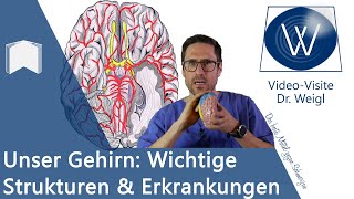 Das Gehirn Aufbau amp Funktion  6 häufige Erkrankungen von Alzheimer über Epilepsie bis Schlaganfall [upl. by Eeryn]