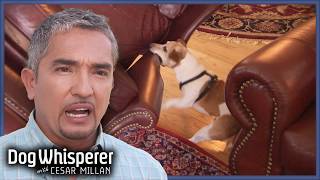 Territorial Jack Russell Obsesses Over Armchair  S4 Ep 4  Dog Whisperer With Cesar Millan [upl. by Limaj]