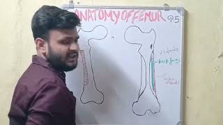 Attachments Of Muscles Of Femur  Anatomy  Simplified Method  BY Anas  anatomybyanas [upl. by Assenna]