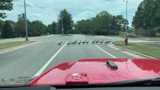 Canadian Geese Crossing [upl. by Ahsenroc888]