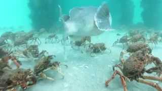 Stingrays feeding on Spider Crabs [upl. by Analaf268]