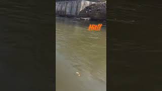 2018 Aldebaran mgl drag test on a quick fish fish fishing fishinglife bfs itmustbethebait [upl. by Casar205]