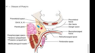 Retropharyngeal space [upl. by Lim]