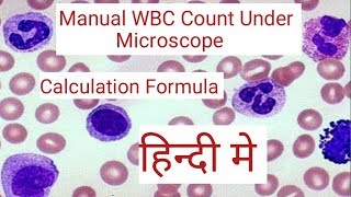 Wbc count under microscope  wbc count procedure  wbc count formula [upl. by Eniamrehs]