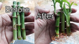 How to grow lucky bamboo from cuttings [upl. by Holcman]