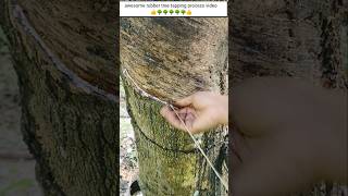 Best rubber tapping process video  ep29 🌳👌 rubber trending amazing cuttingskils [upl. by Bilek894]