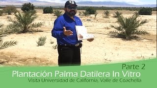 Plantación Palma Datilera In Vitro Parte 2 [upl. by Elwyn]